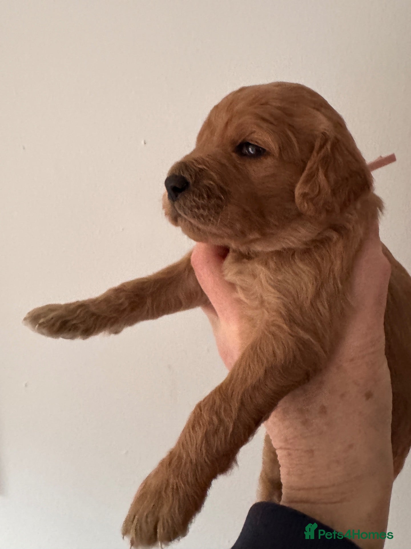 Mixed Breed dogs for sale: F1b medium Goldendoodle puppies - Advert 1