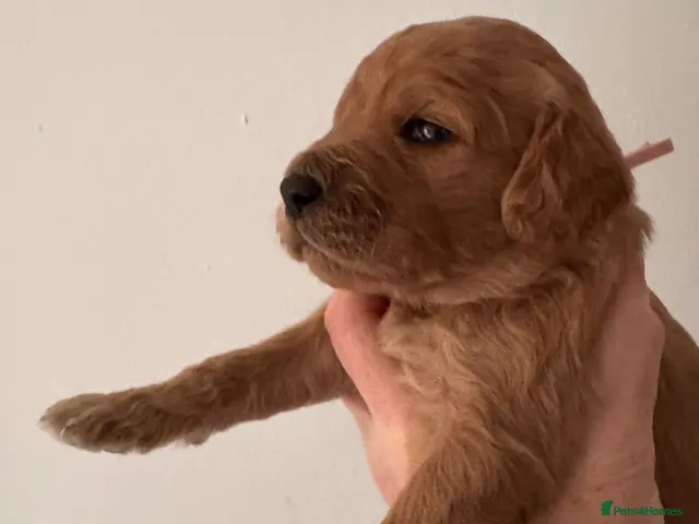 Goldendoodle dogs for sale: F1b medium Goldendoodle puppies, DNA screened - Advert 1