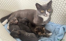 British Shorthair cats for sale: Kittens ready now - Image 6