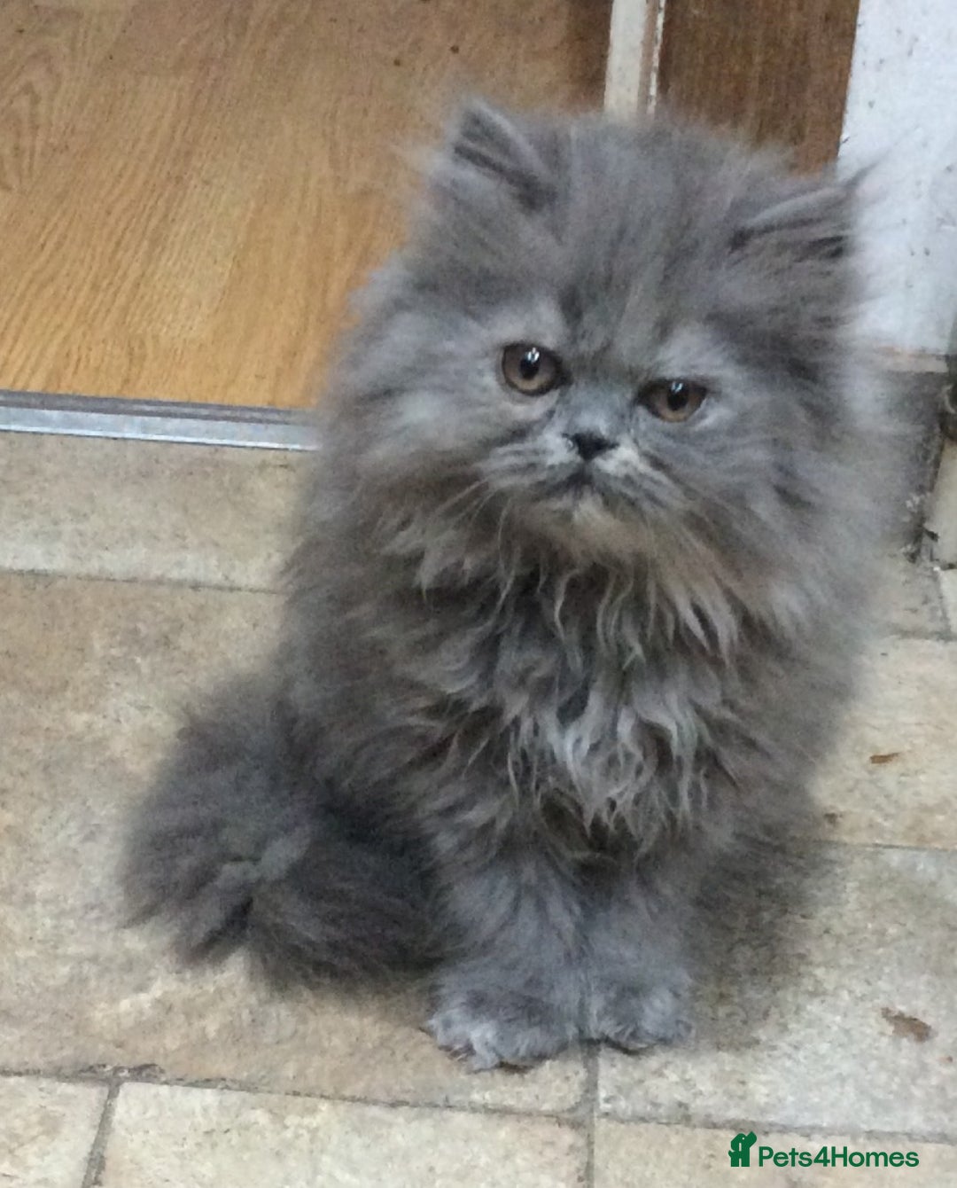 Persian cats for sale: White Persian/Blue Cream Persian Kittens for sale - Advert 7
