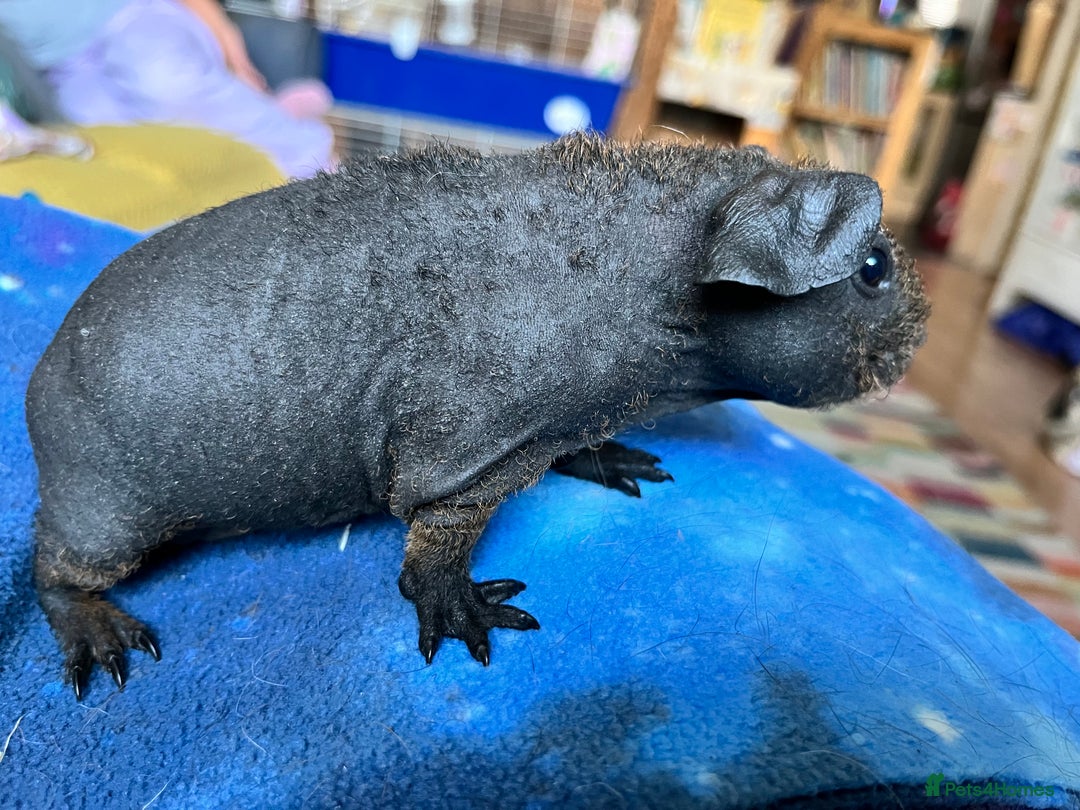 Guinea Pig rodents for sale: Lakeland Werewolf Skinny baby guinea pigs - Image 1