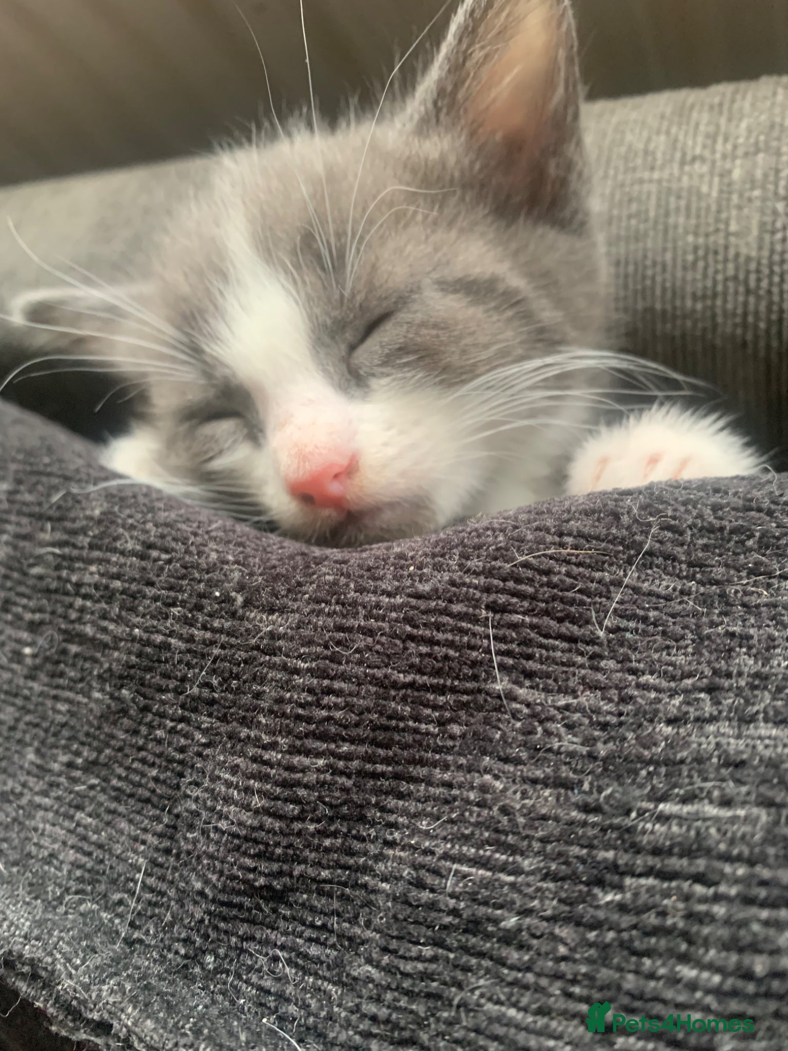 Mixed Breed cats 4 beautiful kittens for sale - Advert 1