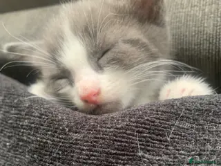 Mixed Breed cats 4 beautiful kittens for sale - Advert 1