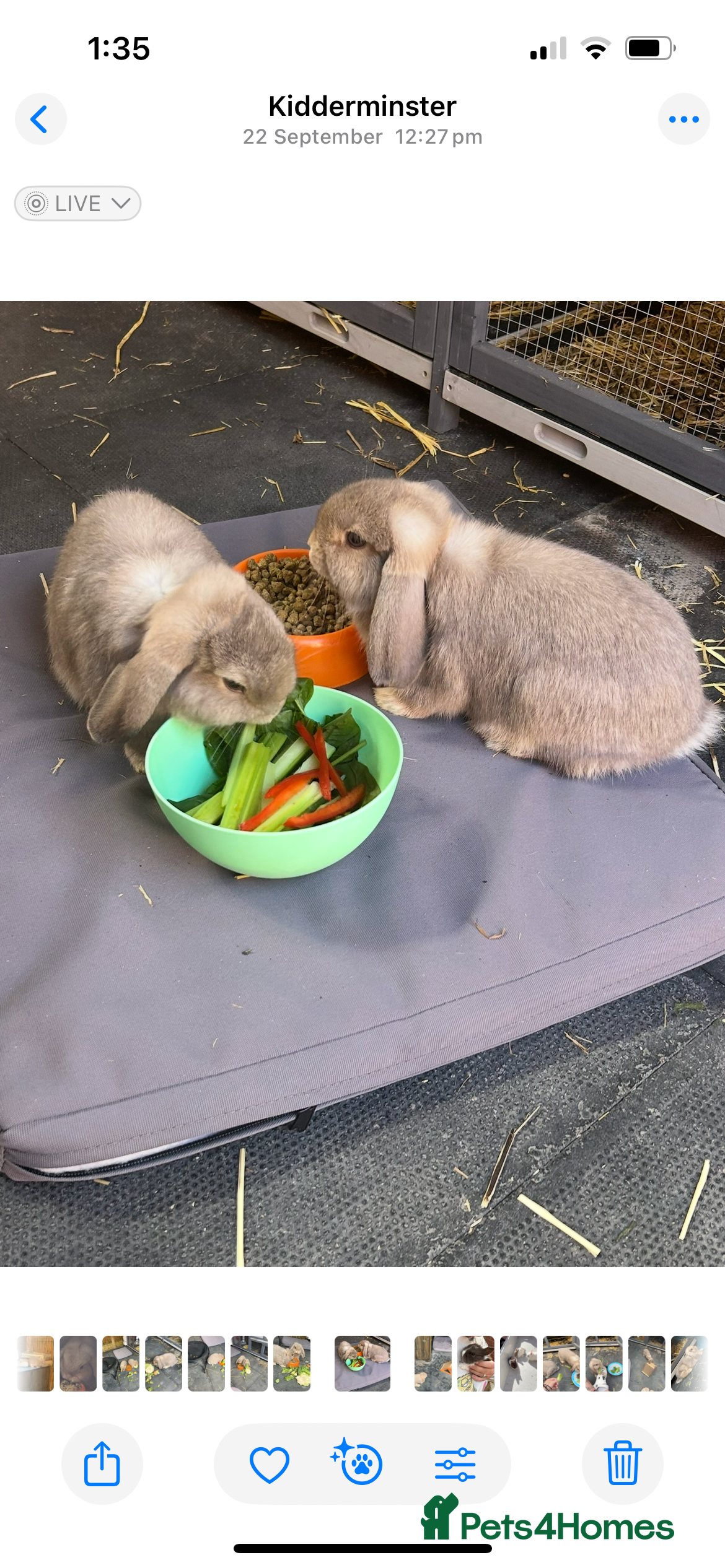 Mini Lop rabbits Mini lops - Advert 3