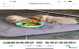 Mini Lop rabbits for sale: Mini lops - Advert 1