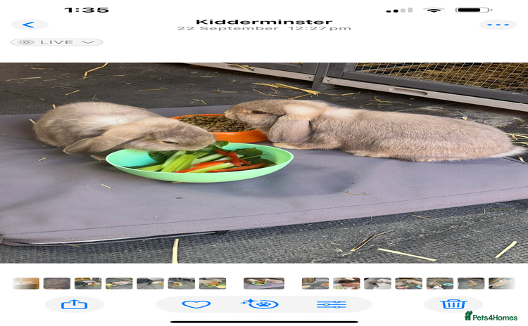 Mini Lop rabbits Mini lops - Advert 1