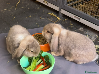 Mini Lop rabbits Mini lops - Advert 21
