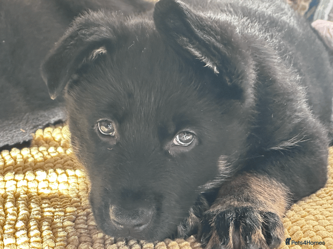 German Shepherd dogs for sale: ONE EXCLUSIVE FEMALE GSD PUP, HOME RARED AND BRED. - Advert 23
