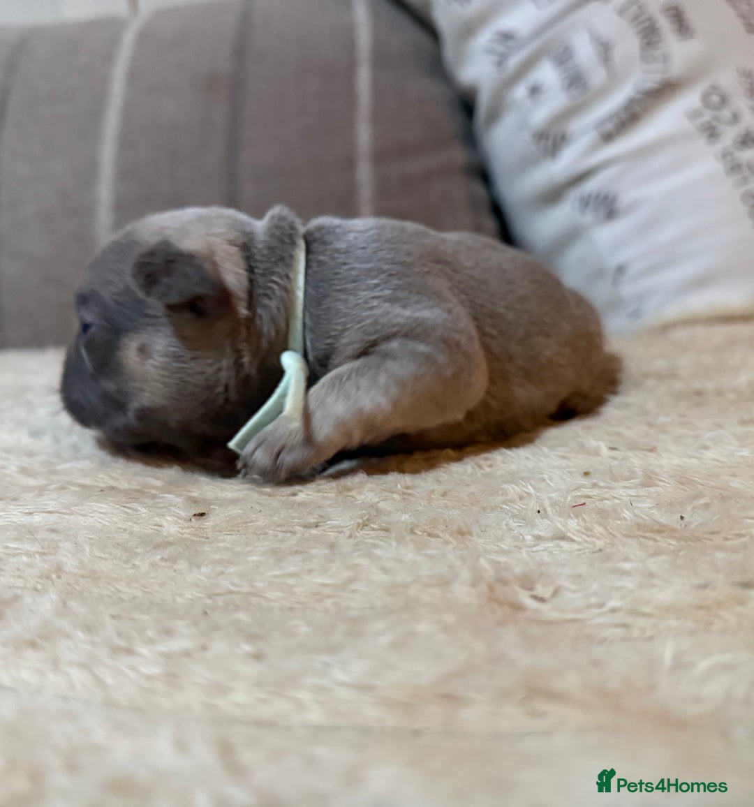 French Bulldog dogs for sale: French bulldog puppies - Advert 14