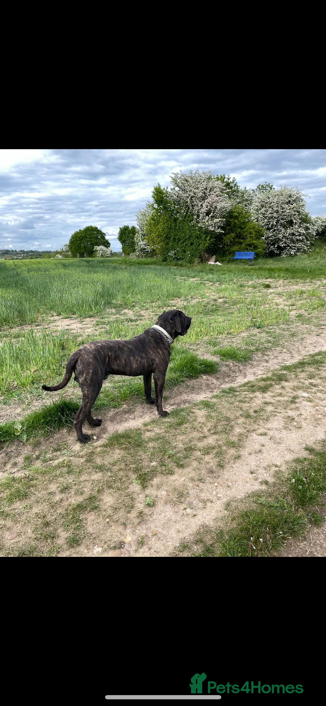 Presa Canario dogs for sale: Presa canario 4 years old  - Advert 5