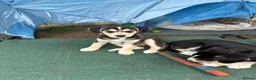 Mixed Breed dogs for sale: Cocker Spaniel x Siberian Husky Puppies - Advert 18
