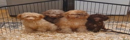 Labradoodle dogs for sale: Adorable litter of miniature labradoodles  - Advert 2