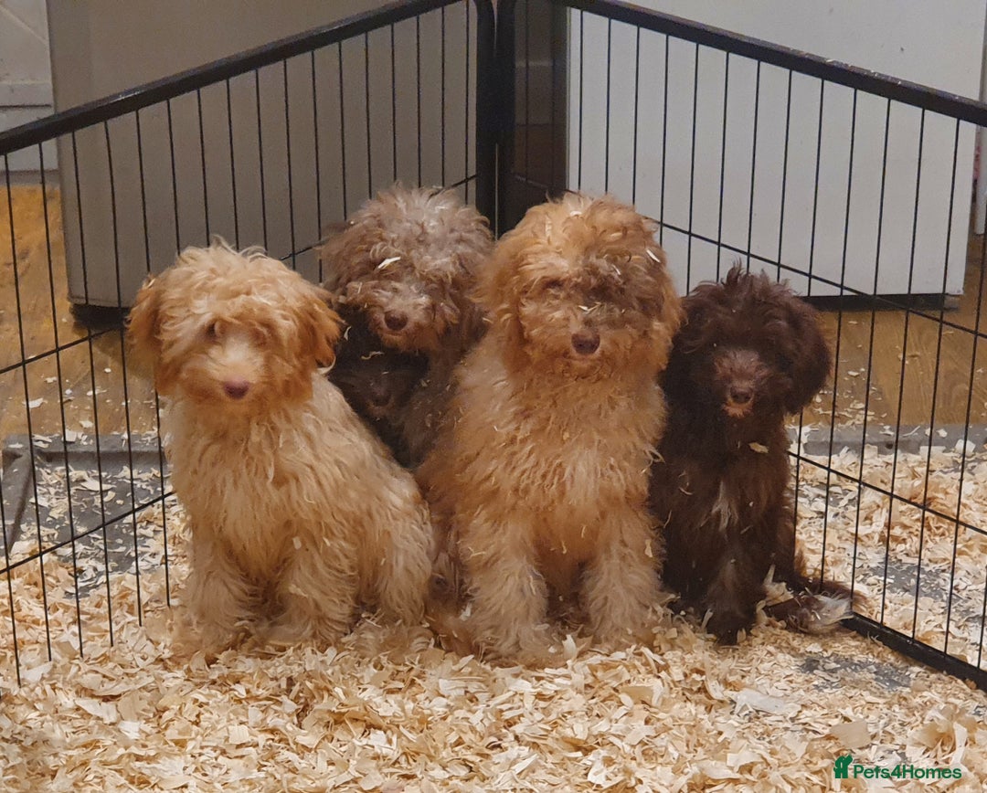 Labradoodle dogs for sale: Adorable litter of miniature labradoodles  - Advert 2