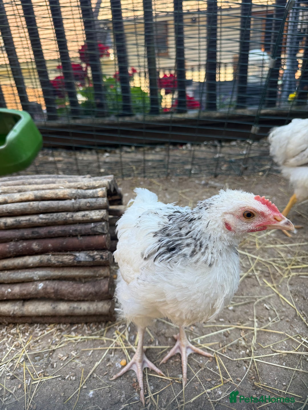 Chickens poultry for sale: 15 week Sussex Cockerel  - Image 4