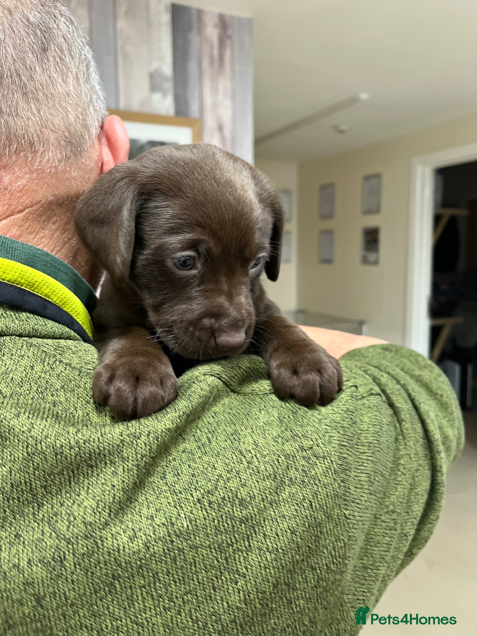 Labrador Retriever dogs Fully Health Tested KC Registered Labrador puppies - Advert 10
