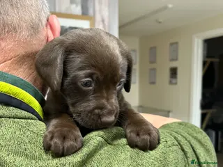Labrador Retriever dogs Fully Health Tested KC Registered Labrador puppies - Advert 10
