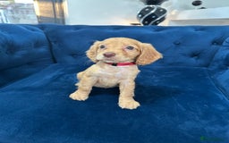 Cocker Spaniel dogs for sale: Beautiful litter of cocker spaniel pups 4 left  - Image 3