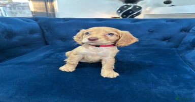 Cocker Spaniel dogs - Advert 9