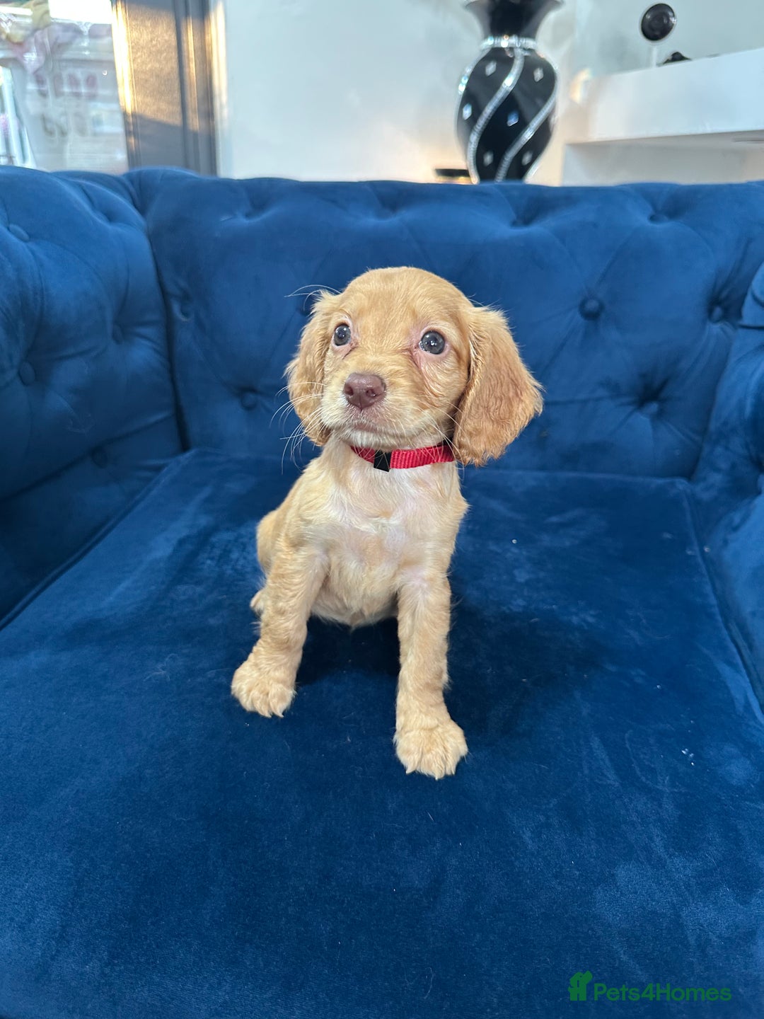 Cocker Spaniel dogs for sale: Beautiful litter of cocker spaniel pups 4 left  - Image 3