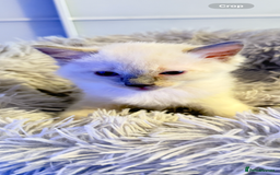 Ragdoll cats for sale: *** 3 Pure Ragdolls Kittens ready to leave *** - Image 14