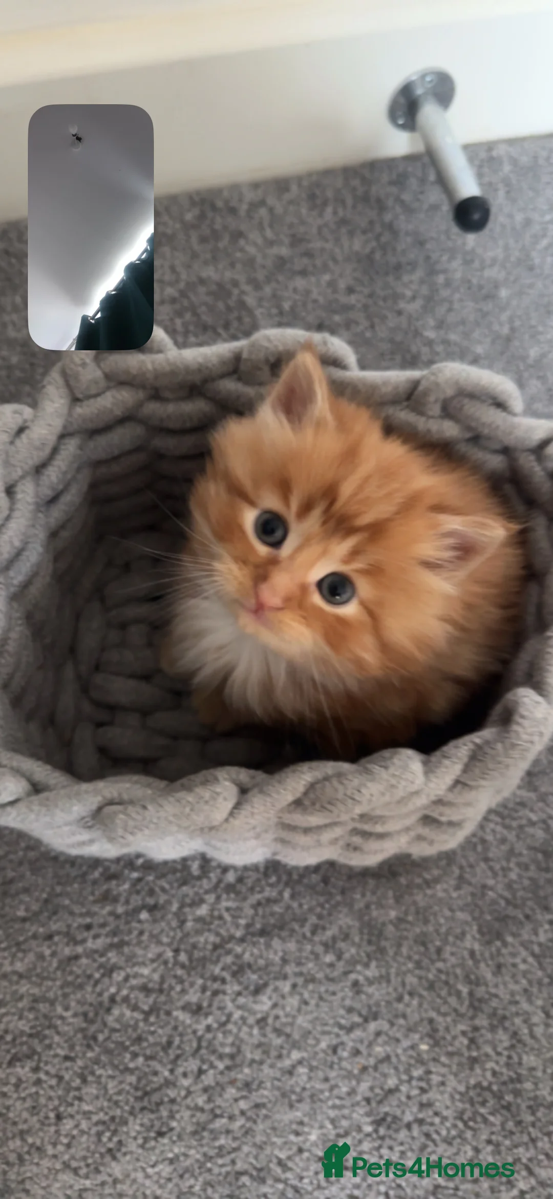 British Shorthair cats for sale: Last 2 boys left !!! - Advert 8