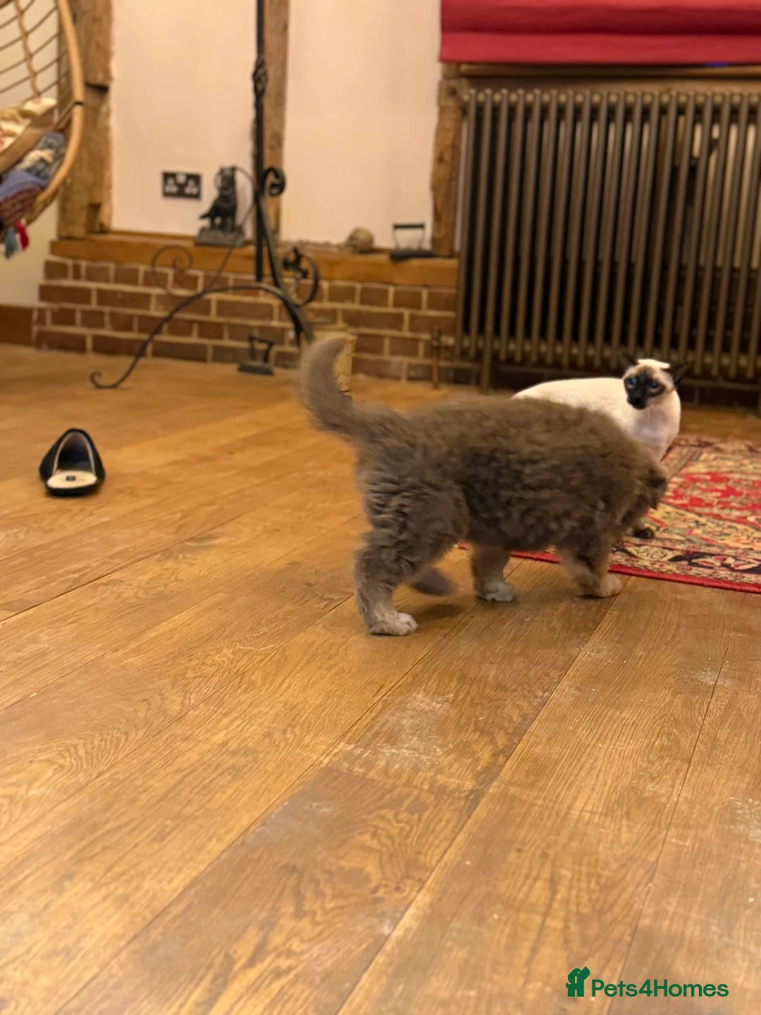 German Shepherd dogs for sale: KC reg health tested parents  - Advert 14