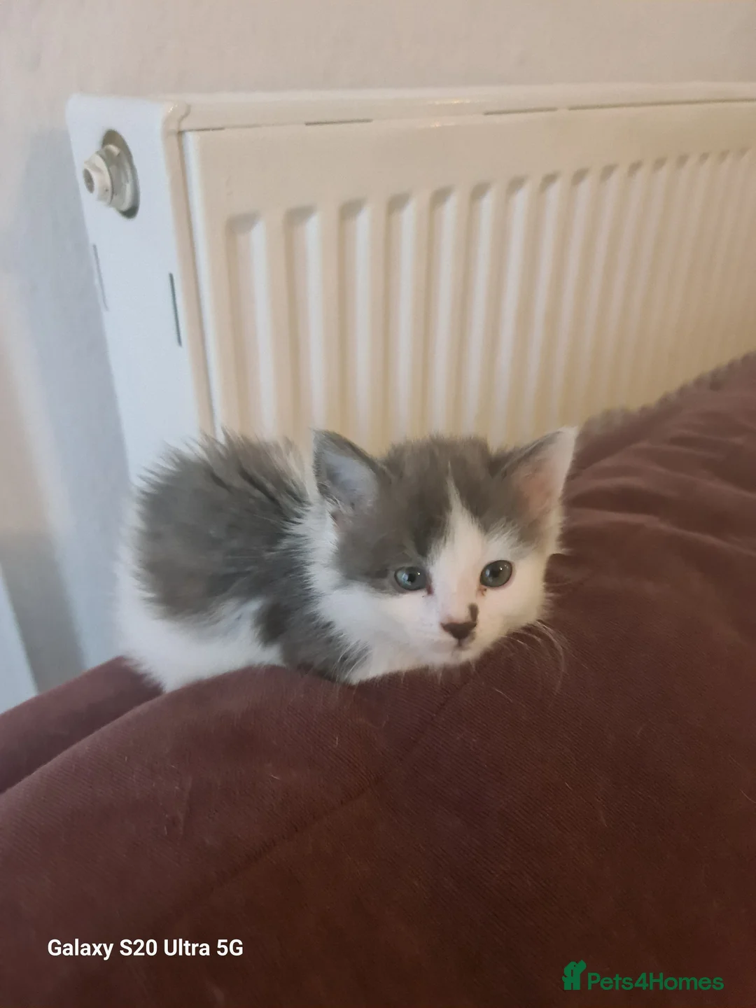 Siberian cats for sale: Kittens - Advert 26