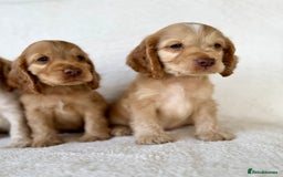 Cocker Spaniel dogs for sale: Show cockers kc registered simbawood lines - Image 6