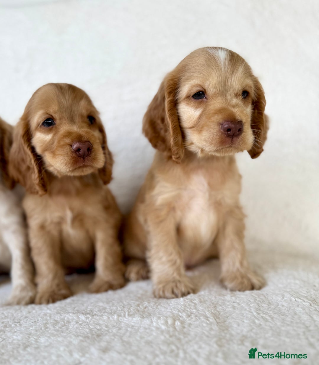 Cocker Spaniel dogs for sale: Show cockers kc registered simbawood lines - Image 6