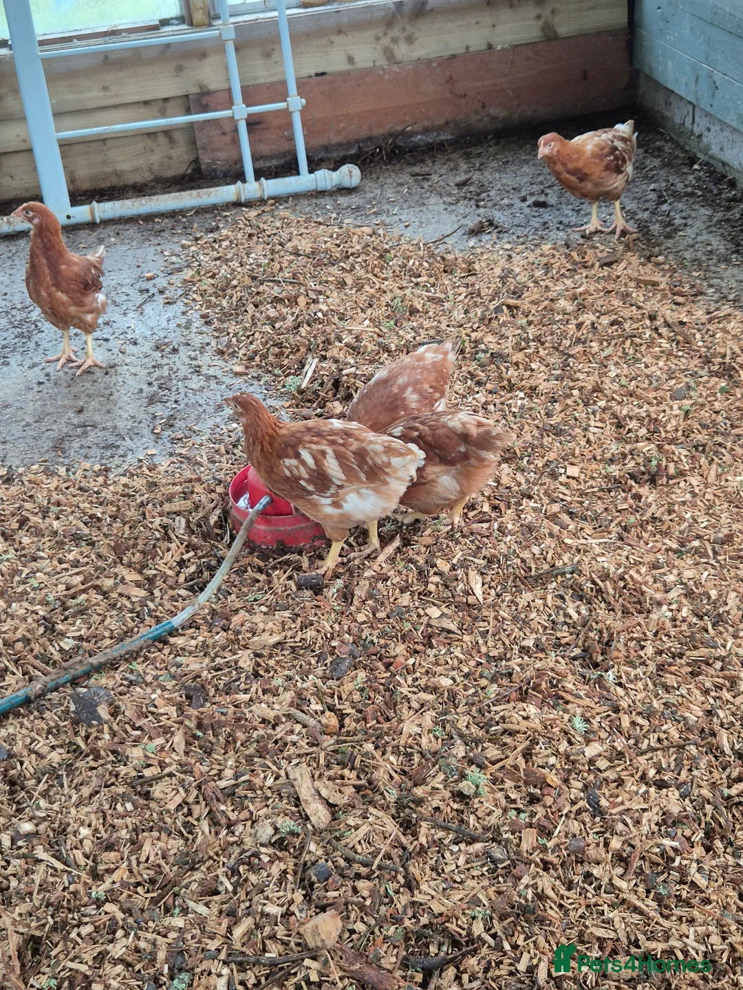 Chickens poultry for sale: Warren Chicks - Advert 3