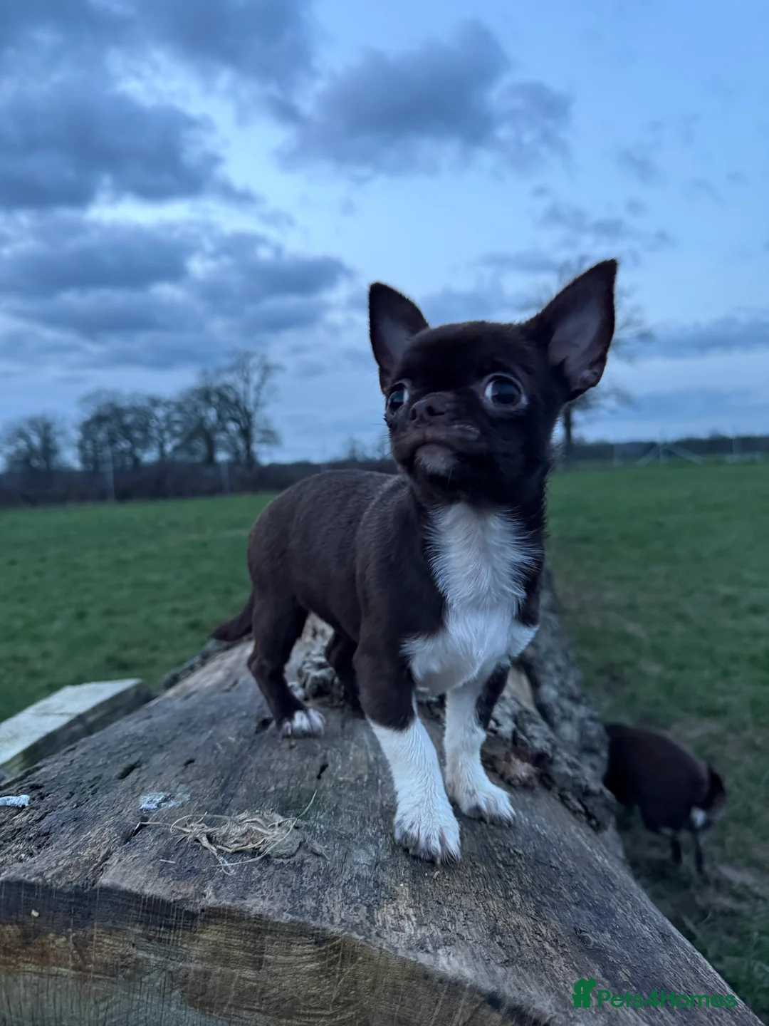 Chihuahua dogs for sale: Solid choc & white, health tested parents, KC REG - Advert 2