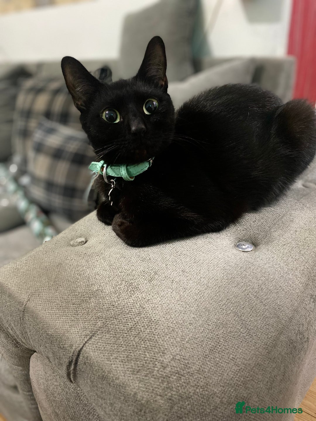 Mixed Breed cats for sale: Beautiful kittens for sale  - Advert 4