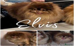 Pomeranian dogs for stud: Russian & Taiwanese  Pomeranian stud chiao li ya in Willenhall - Image 1