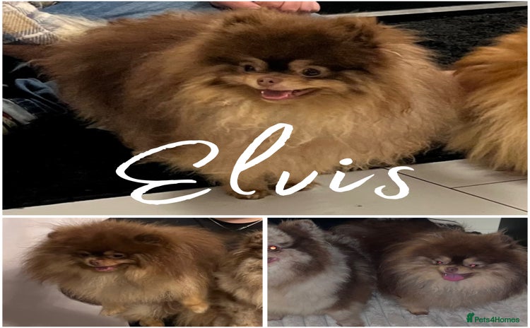 Pomeranian dogs in Willenhall - Advert 9