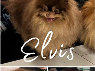 Pomeranian dogs in Willenhall - Advert 42
