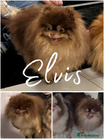 Pomeranian dogs in Willenhall - Advert 3