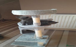 British Shorthair cats for sale: British Shorthair kittens from champion bloodline - Image 11