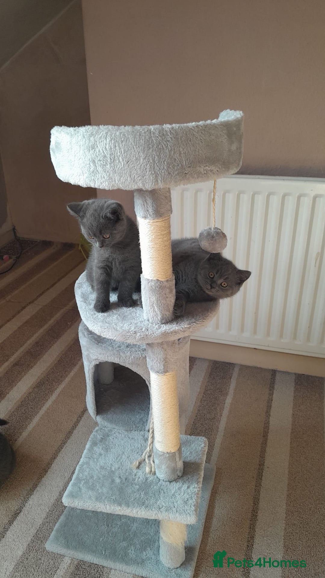 British Shorthair cats for sale: British Shorthair kittens from champion bloodline - Image 11
