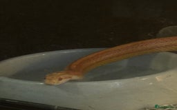 Snake reptiles for sale: Collection of snakes - Image 21