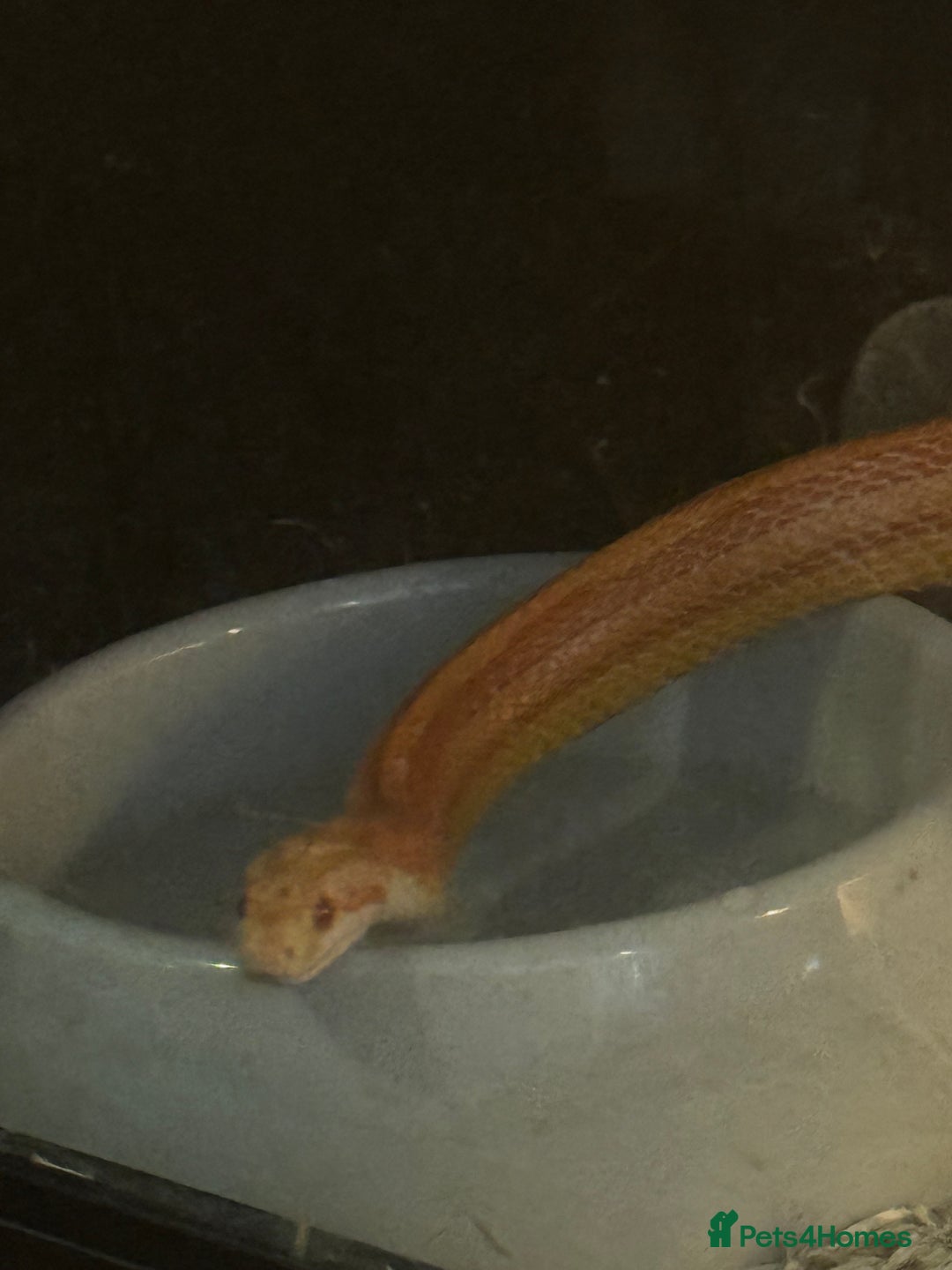 Snake reptiles for sale: Collection of snakes - Image 21