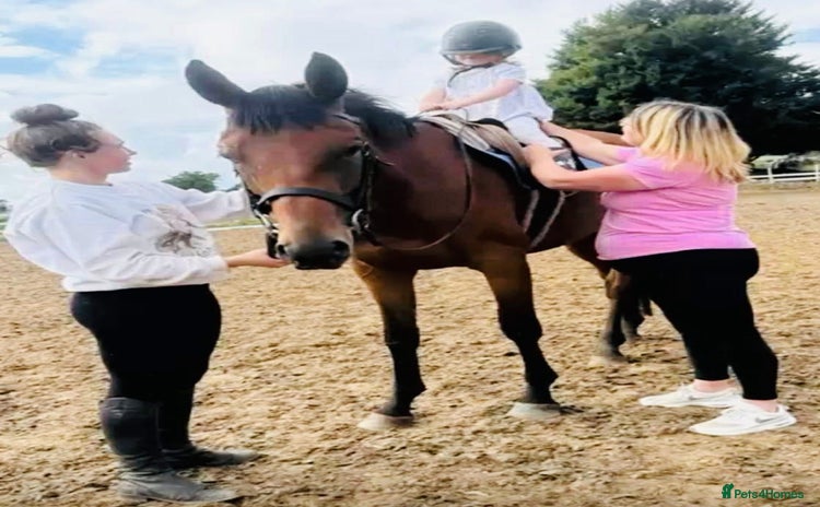Irish Thoroughbred horses - Advert 2