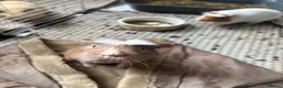 Guinea Pig rodents for sale: Barry and Ray, Quincy & Percy - Advert 3