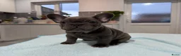 French Bulldog dogs for sale: French Bulldog puppies one girl and one boy - Advert 5