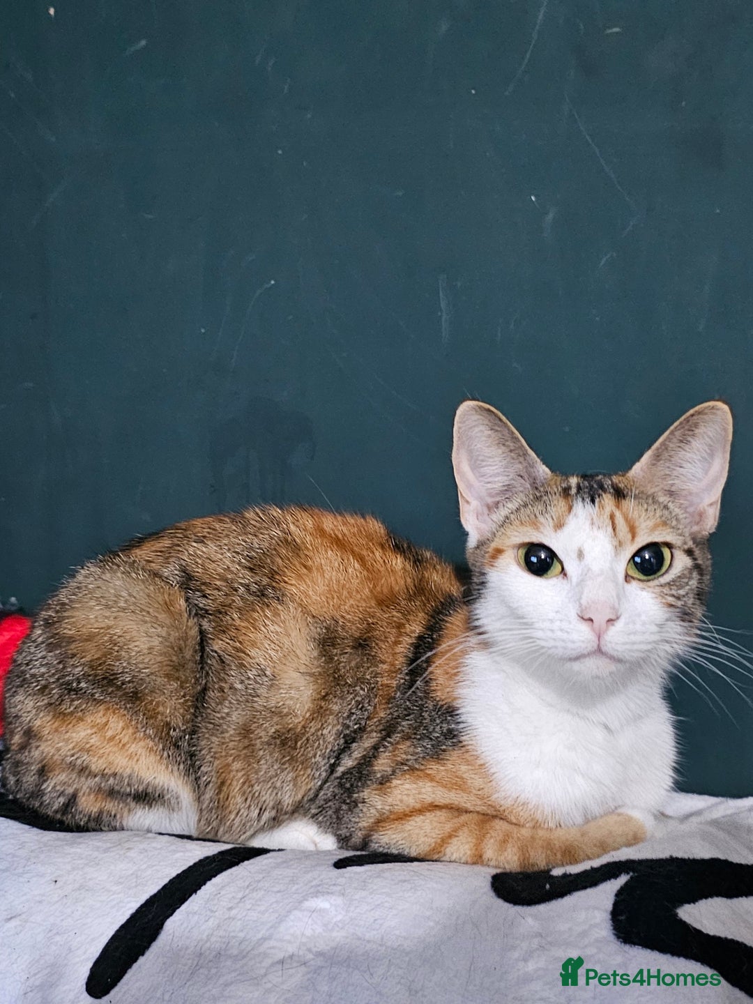 Mixed Breed cats for sale: Beautiful kittens available for sale - Advert 3