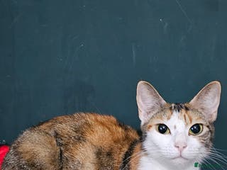 Mixed Breed cats Beautiful kittens available for sale - Advert 1