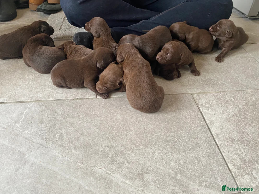 Labrador Retriever dogs for sale: BEAUTIFUL LITTER LABRADOR PUPS READY 9TH MARCH - Advert 3