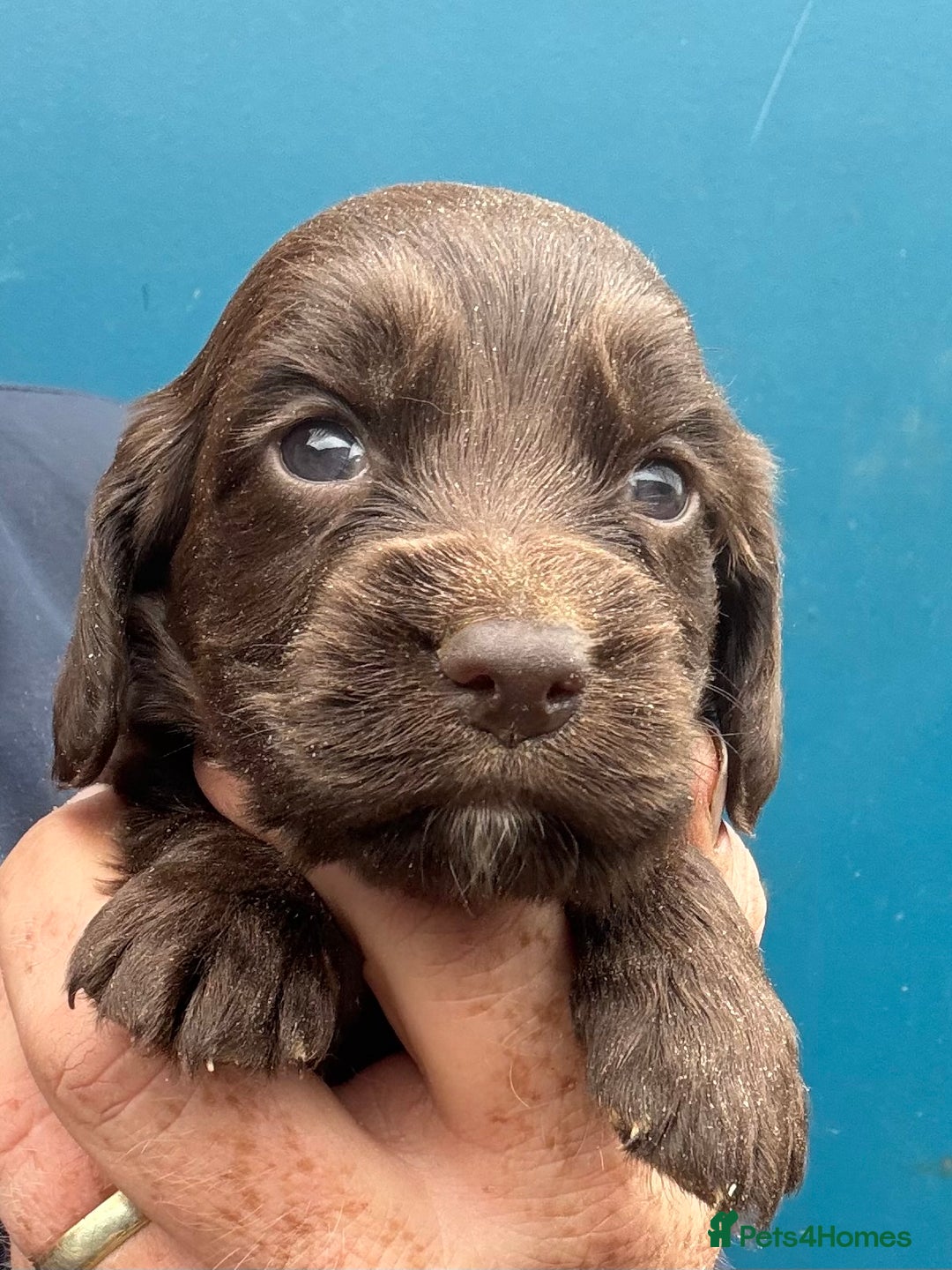 Cocker Spaniel dogs for sale: Ready Now- Quality Chocolate Pups Available - Image 2