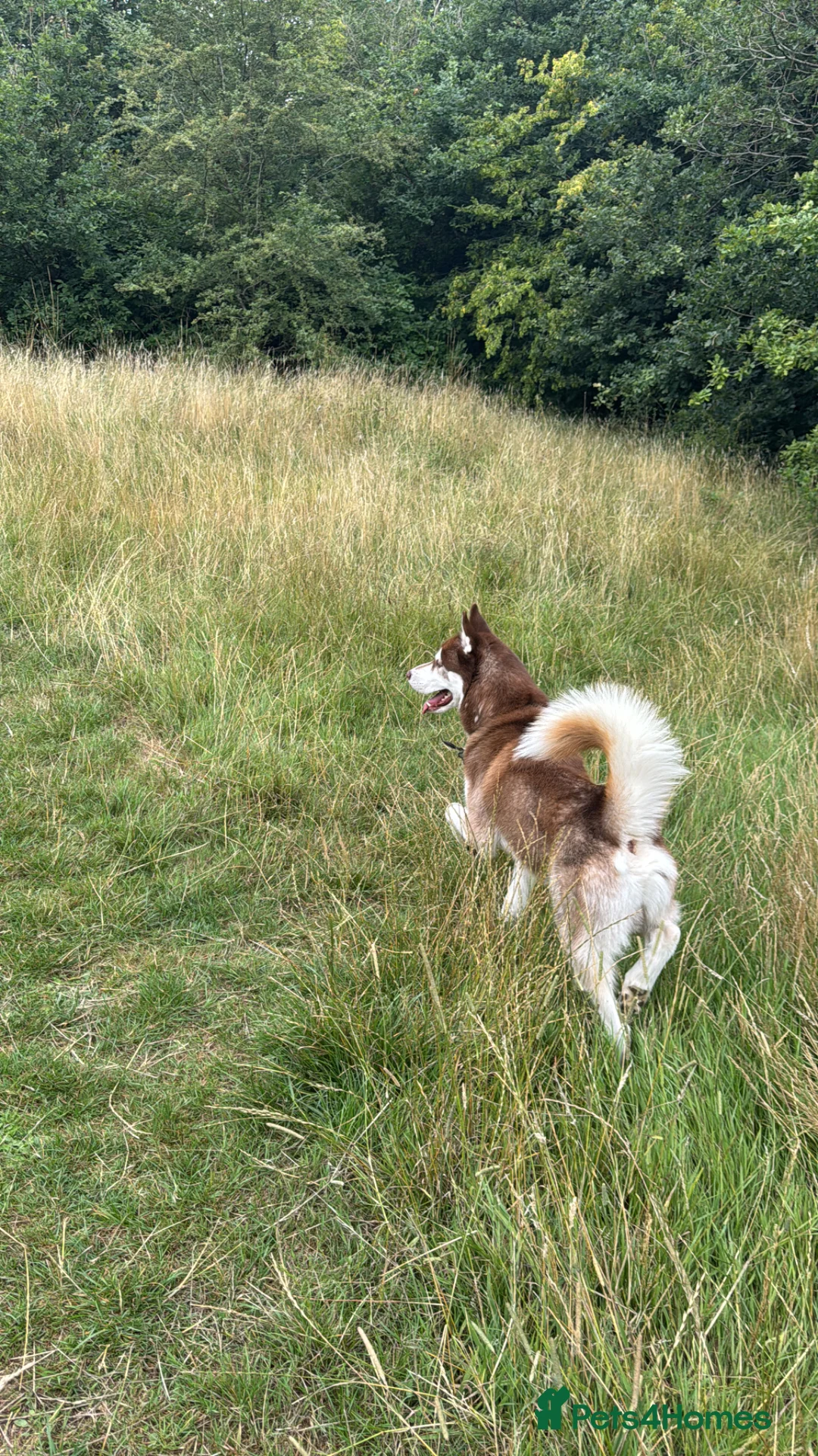 Siberian Husky dogs for stud: Male Siberian husky for stud in Borehamwood - Advert 2