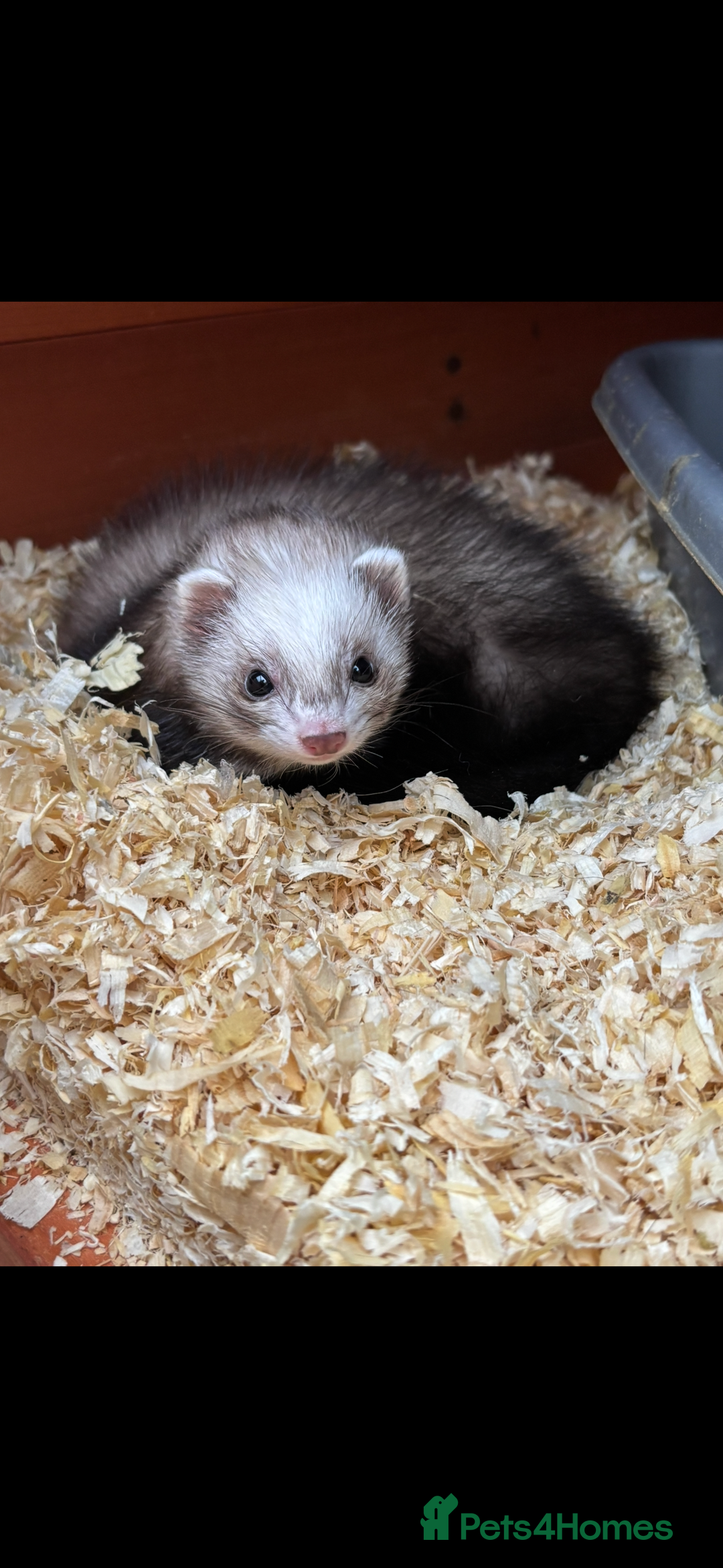 Ferret rodents for sale: 2 male micro ferrets - entire - Advert 2