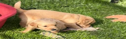 Golden Retriever dogs for sale: KC Golden Retriever Puppies - Advert 7